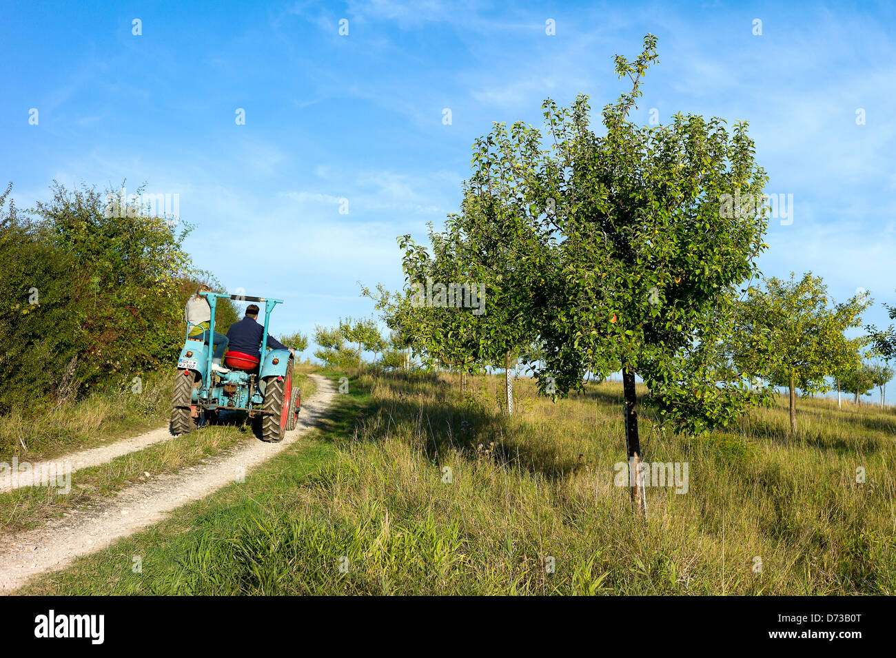 Hilkerode, Deutschland, geht ein Bauer mit seinem Traktor in einem Obstgarten von in den Feldern arbeiten Stockfoto