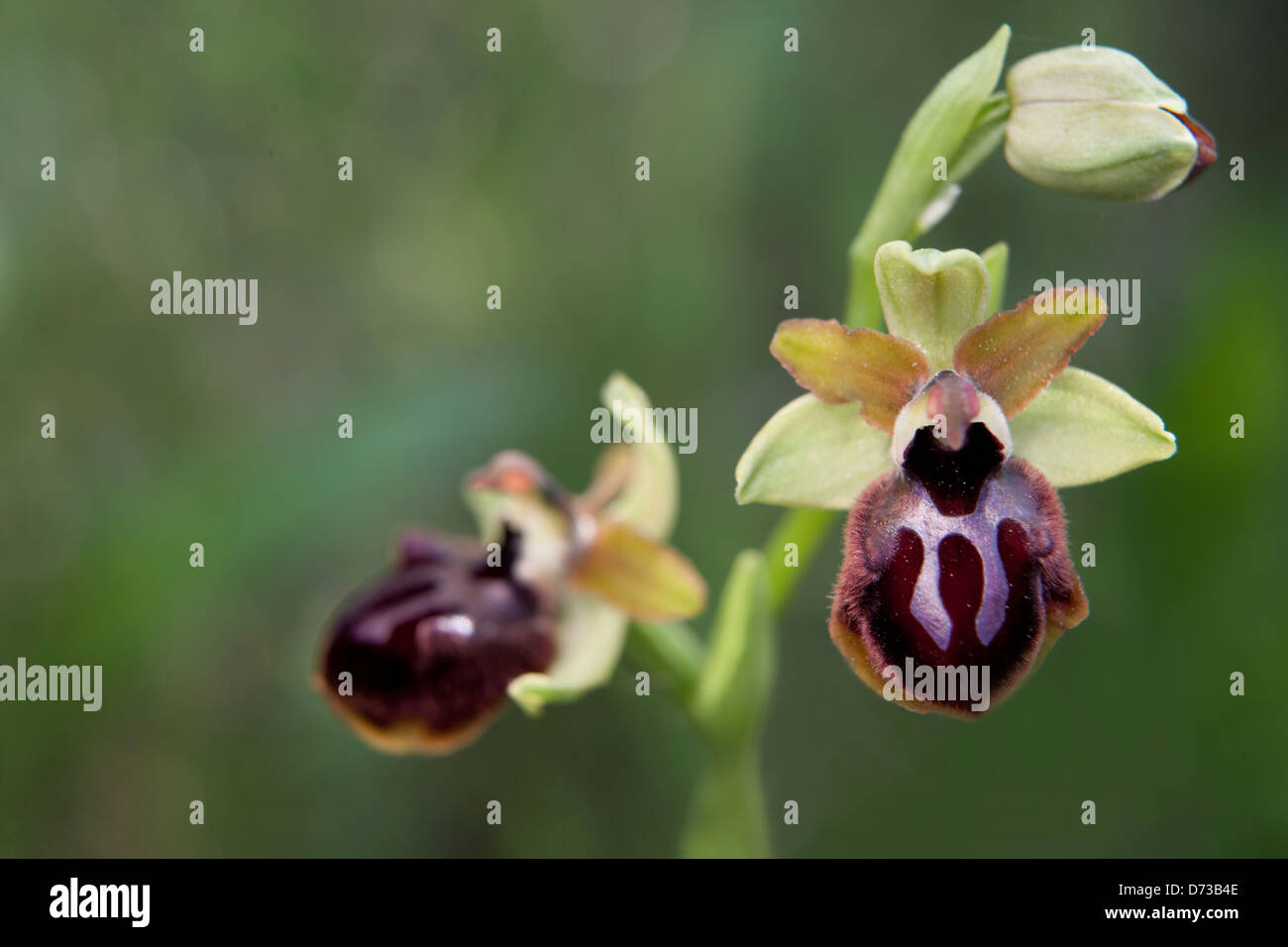 Frühen Spider Orchid - Ophrys Sphegodes-, Naturpark Delta del Llobregat, Barcelona, Spanien Stockfoto