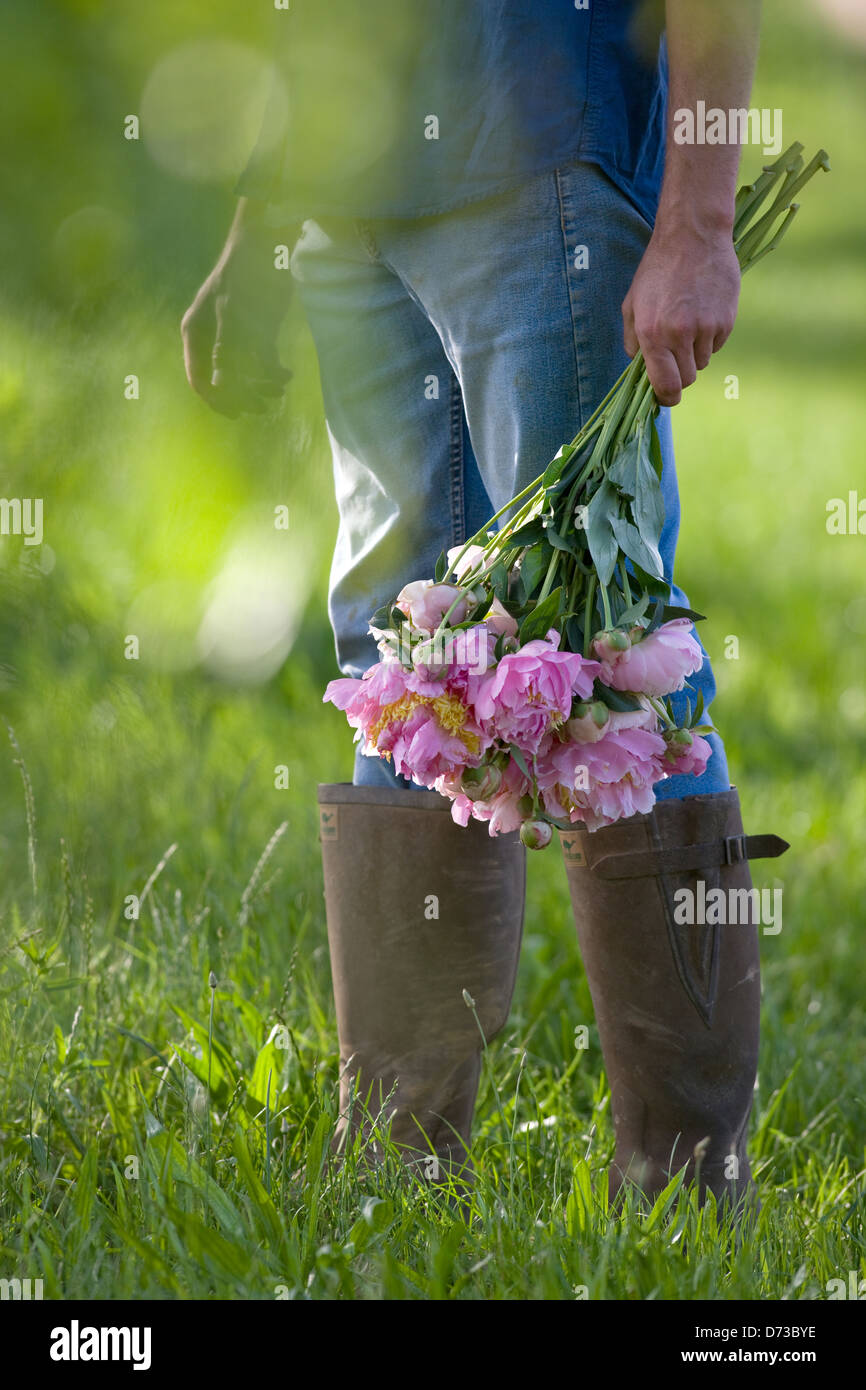 Gärtner, Bouquet von Pfingstrosen, Päonien, Blumen Stockfoto