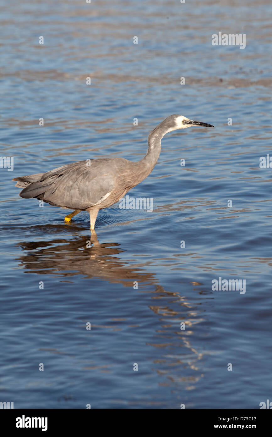 White-faced Heron auch bekannt als die White-fronted Heron - Egretta Novaehollandiae-, Akaroa, Südinsel, Neuseeland Stockfoto