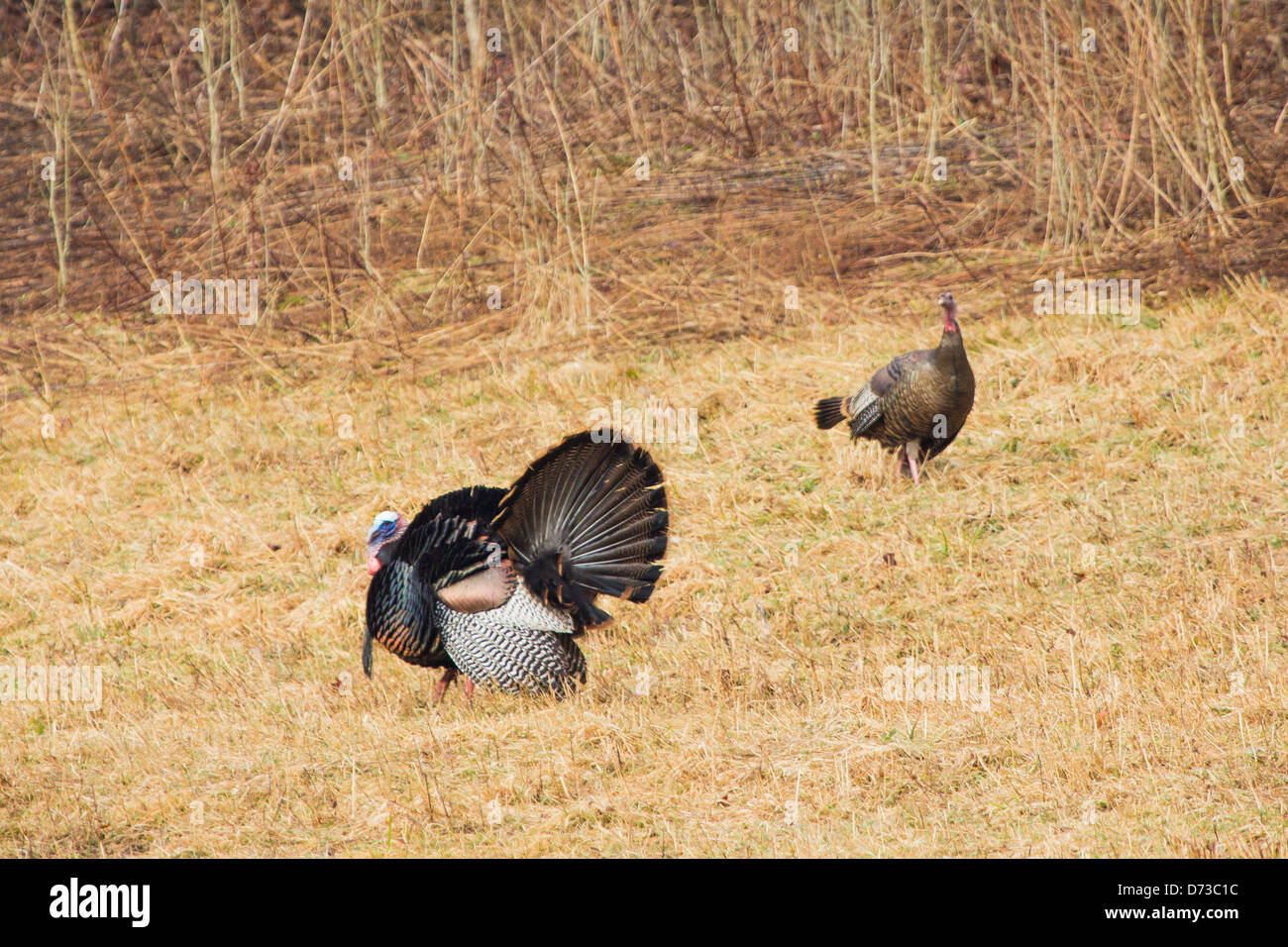Eine Türkei Gobbler Federbeine vor eine Henne. Stockfoto