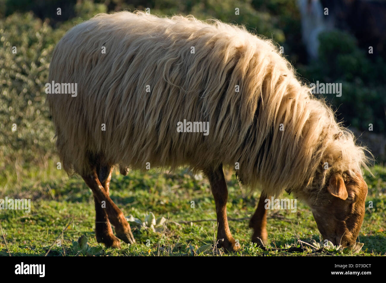 Grasender Schafe (Griechenland) Stockfoto