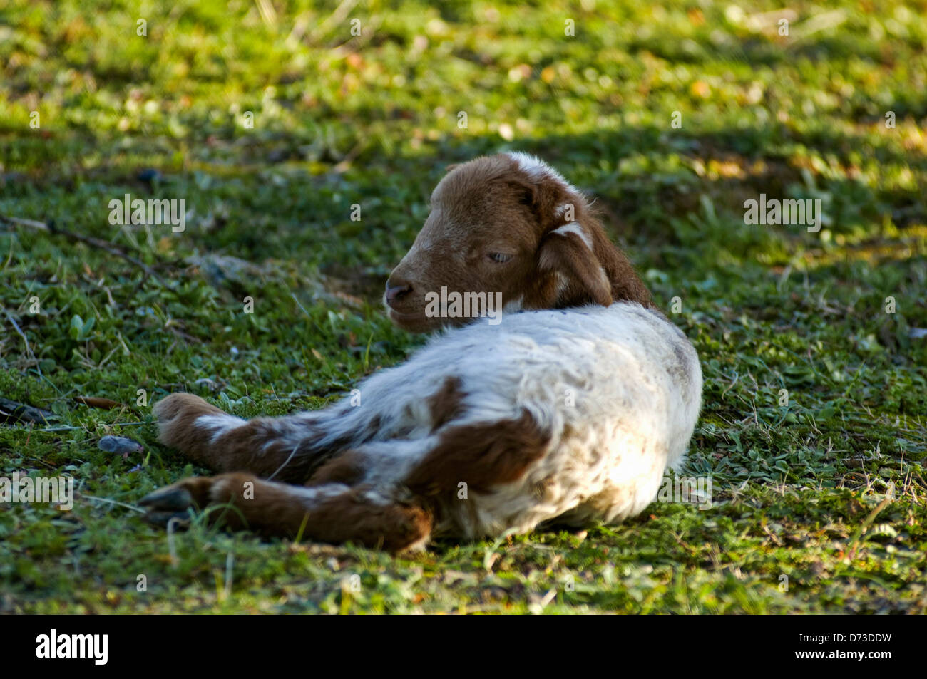 Lamm liegend auf Wiese (Griechenland) Stockfoto