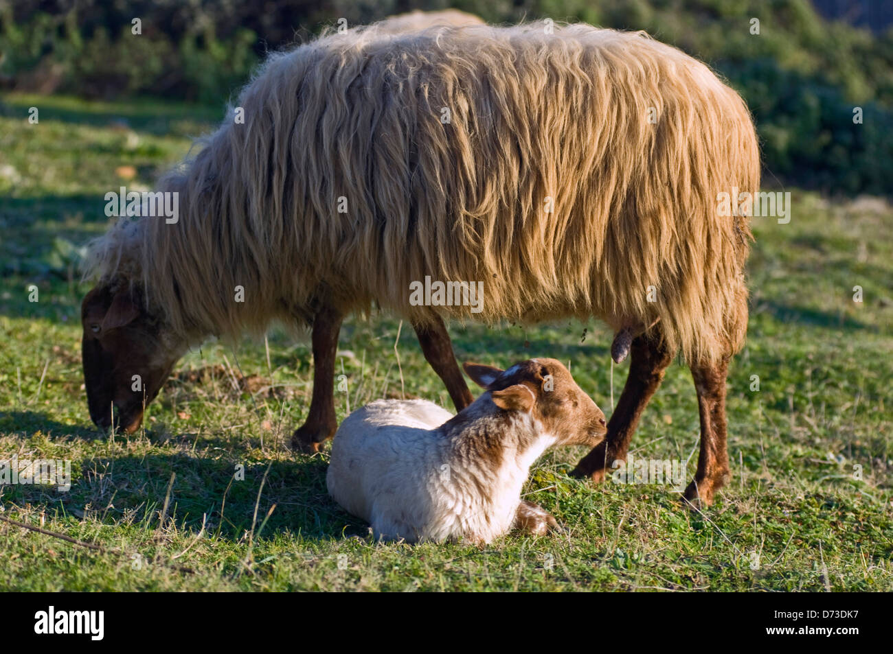 Grasender Schafe mit Lamm (Griechenland) Stockfoto