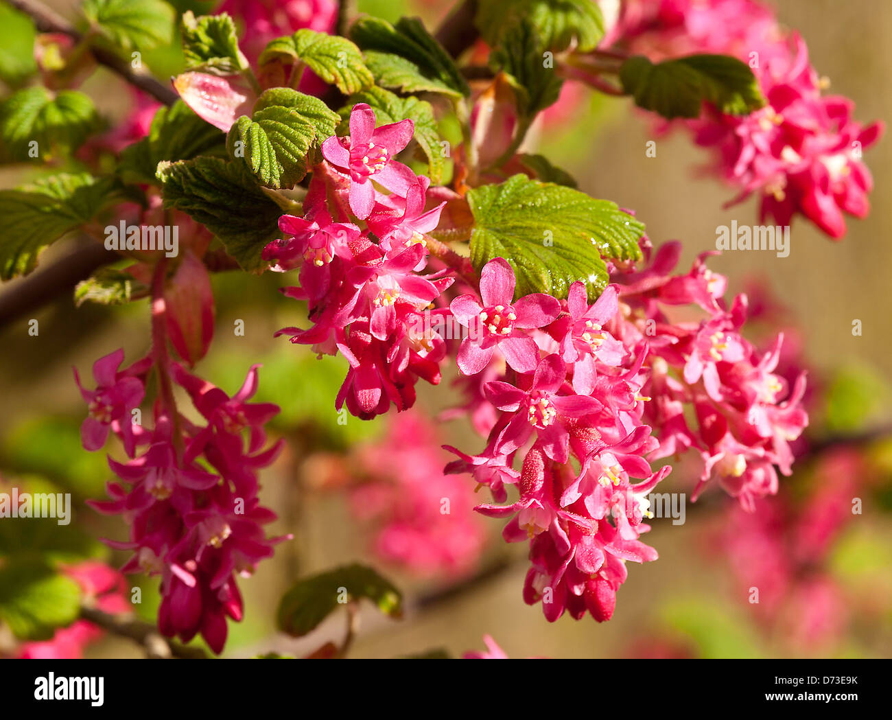 Schöne rosa rote Blumen ein blühender Johannisbeere Strauch in einem Garten Cheshire England Vereinigtes Königreich UK Stockfoto