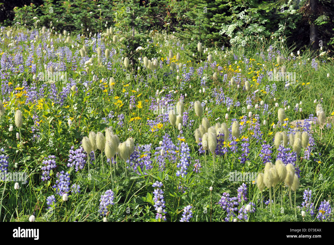 Peak-Blüte in der Nähe von Chinook Arch Stockfoto