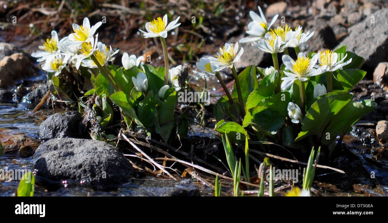 Die Marsh Marigold (Caltha leptosepala) ist eine Wildblume im Mount Rainier National Park, die in feuchten alpinen Umgebungen gedeiht. Seine leuchtend gelben Blüten sind ein markantes Merkmal der Frühlingslandschaft des Parks. Stockfoto