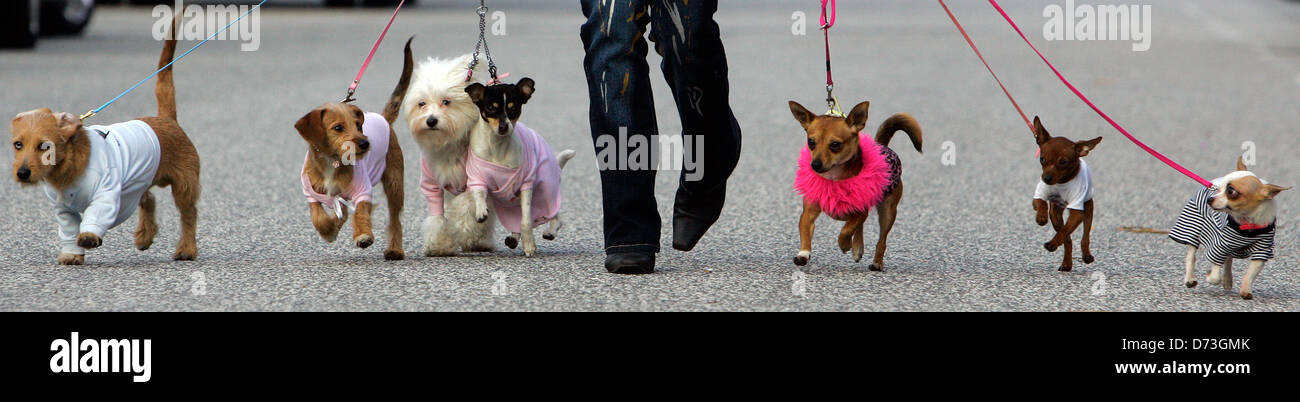 Berlin, Haus Haustiere & Pflanzen 2007 Hunde nachgewiesen werden Stockfoto