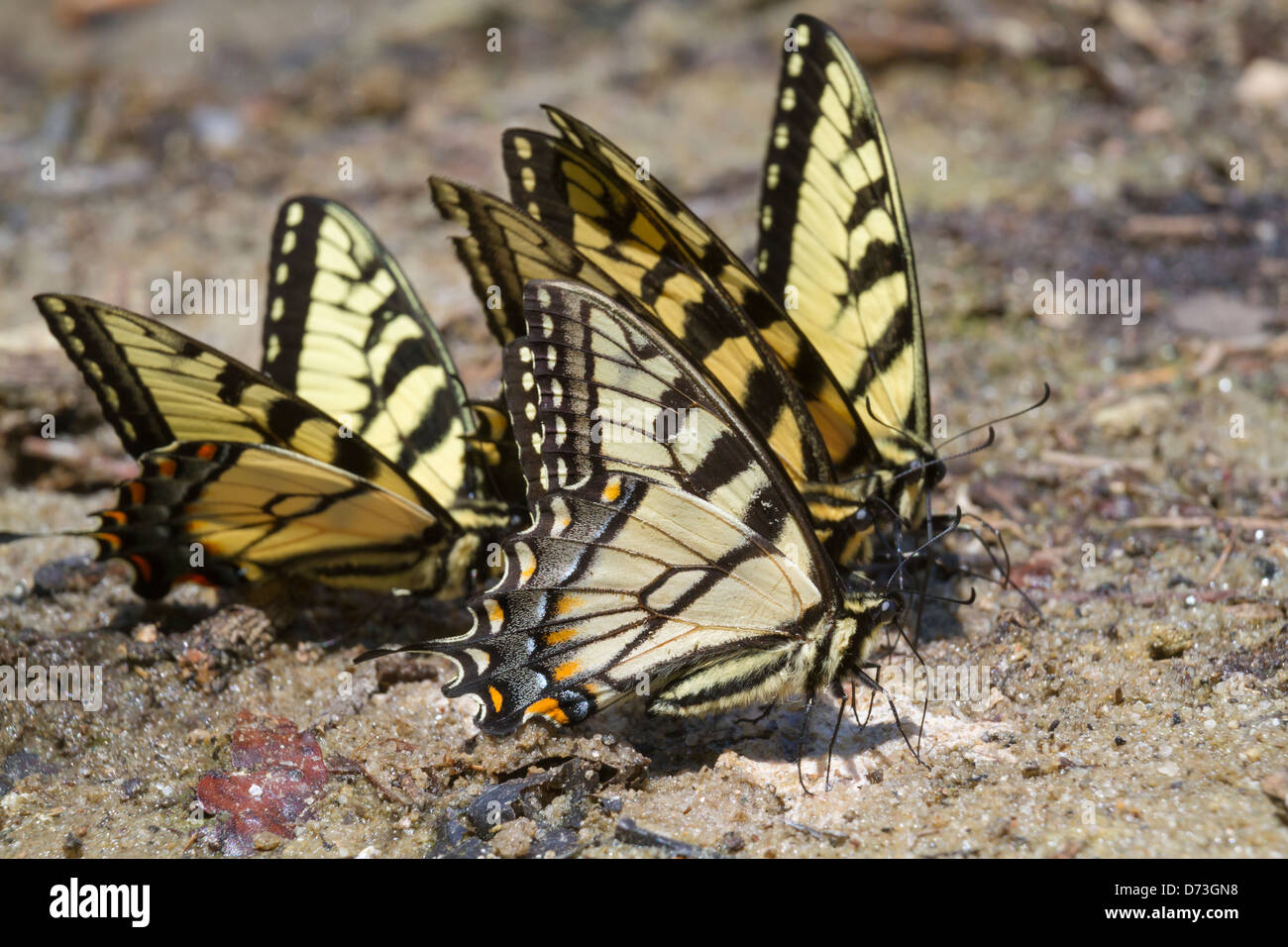 Eine Gruppe von Tiger Schwalbenschwanz Schmetterlinge (Papilio Glaucas) lecken nass Schlamm am Ufer eines Sees Stockfoto