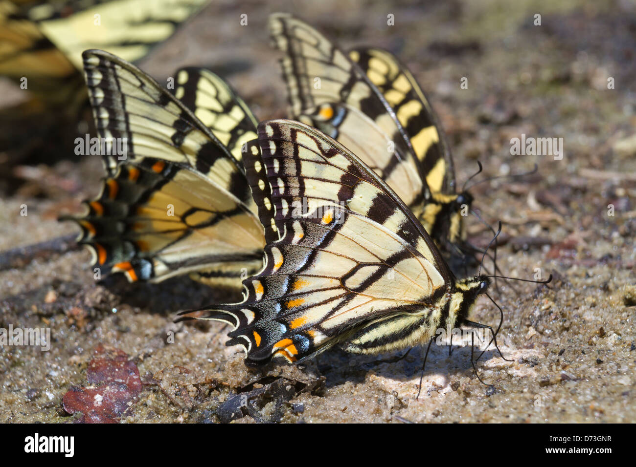 Eine Gruppe von Tiger Schwalbenschwanz Schmetterlinge (Papilio Glaucas) lecken nass Schlamm am Ufer eines Sees Stockfoto