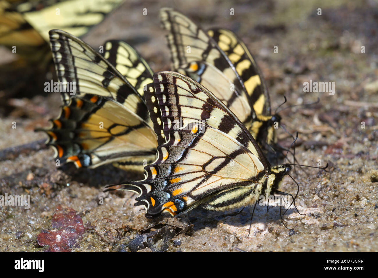 Eine Gruppe von Tigerschwalbenschwanzfalter (Papilio glaucas), die an einem Seeufer in Georgia, USA, nassen Schlamm lecken. Stockfoto