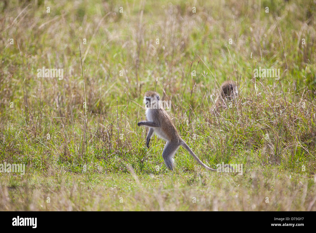 Ein Vervet-Affe (Chlorocebus pygerythrus) steht in seinem natürlichen Lebensraum wachsam und zeigt sein charakteristisches grüngrau-graues Fell und sein kurioses Verhalten. Stockfoto