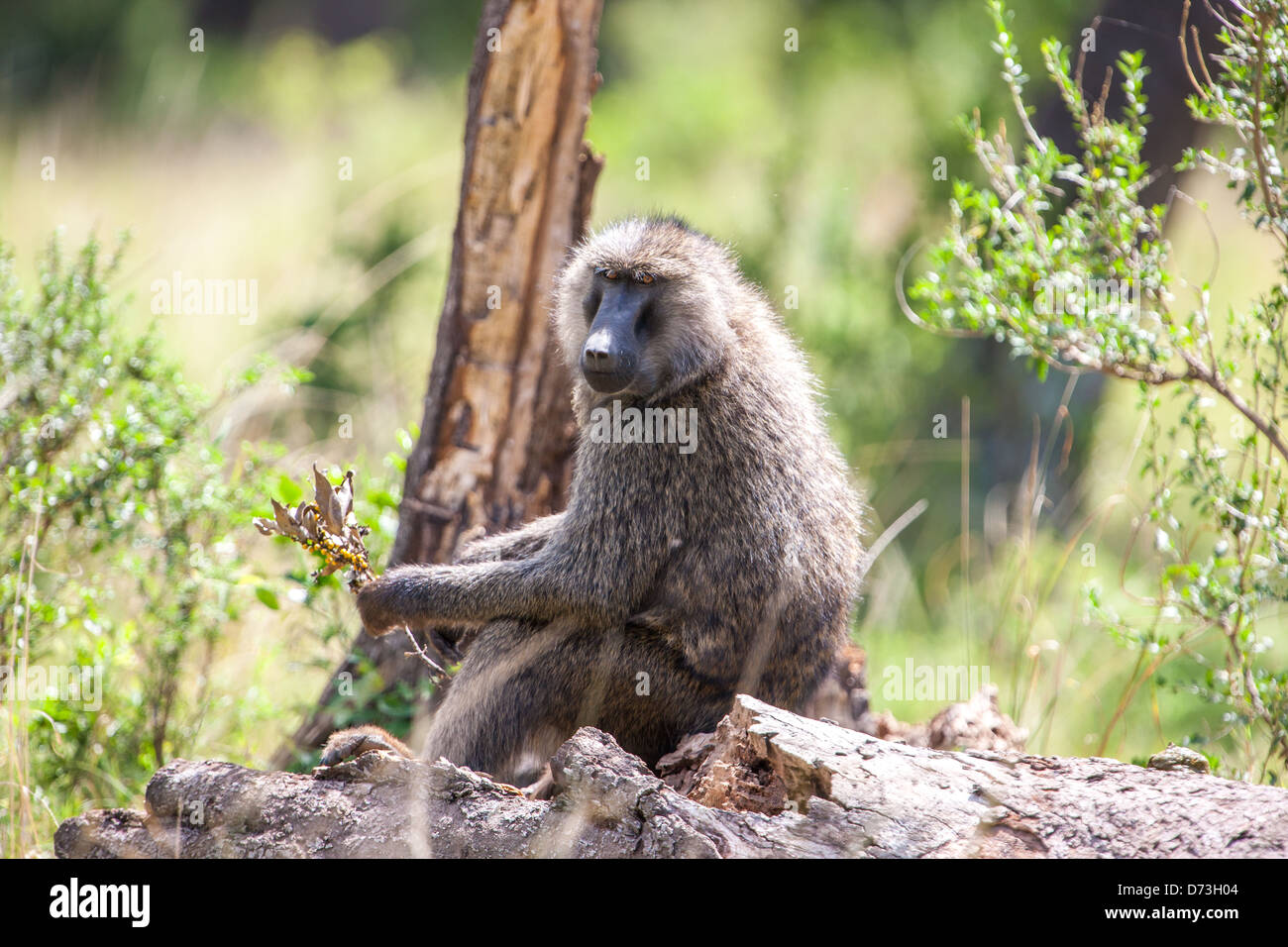 Ein Pavian sucht in den Maasai-Wäldern Ostafrikas nach Beeren, was sein anpassungsfähiges Fütterungsverhalten zeigt. Stockfoto