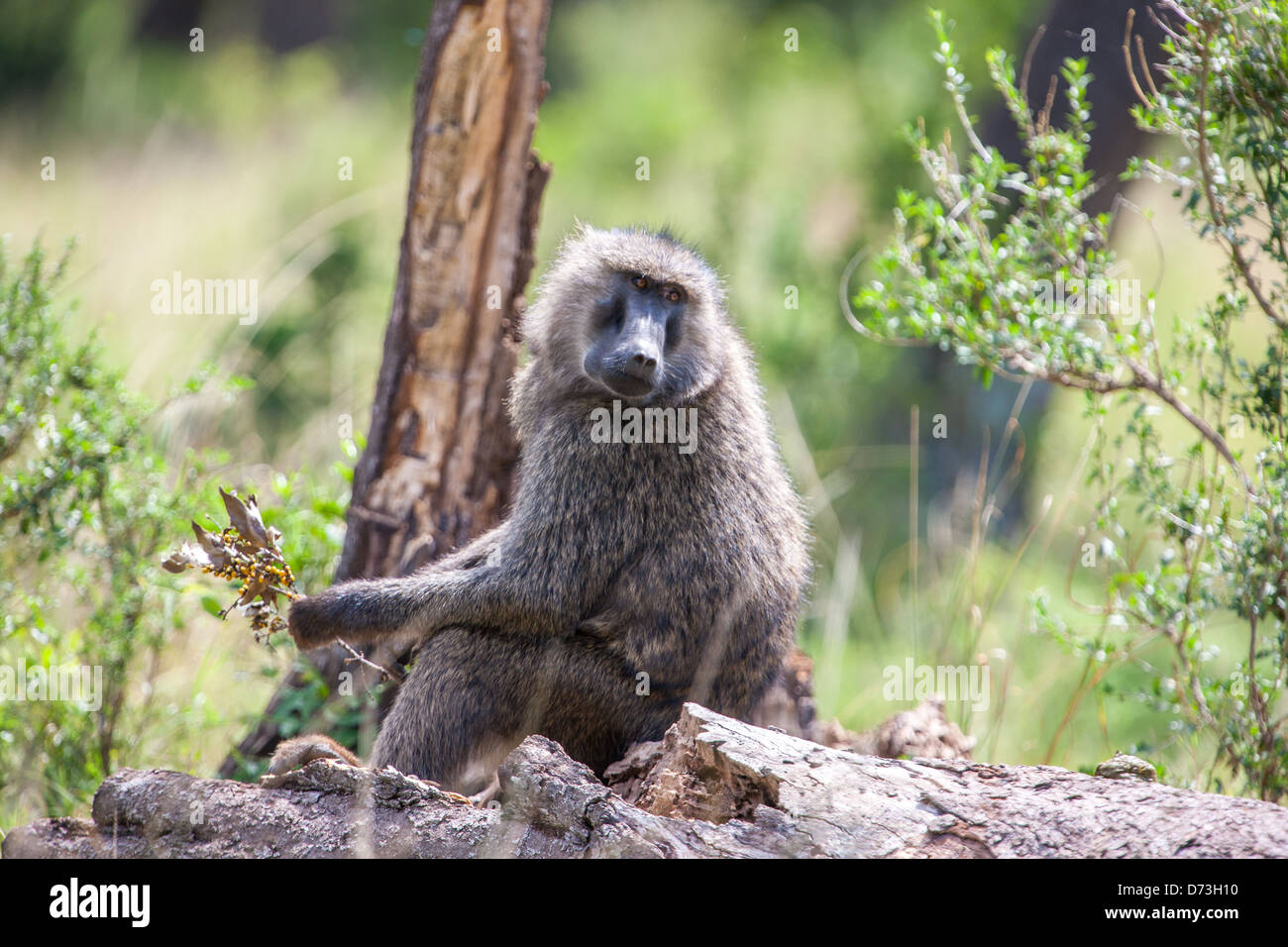 Ein Pavian sucht in den Maasai-Wäldern Ostafrikas nach Beeren, was sein anpassungsfähiges Fütterungsverhalten zeigt. Stockfoto