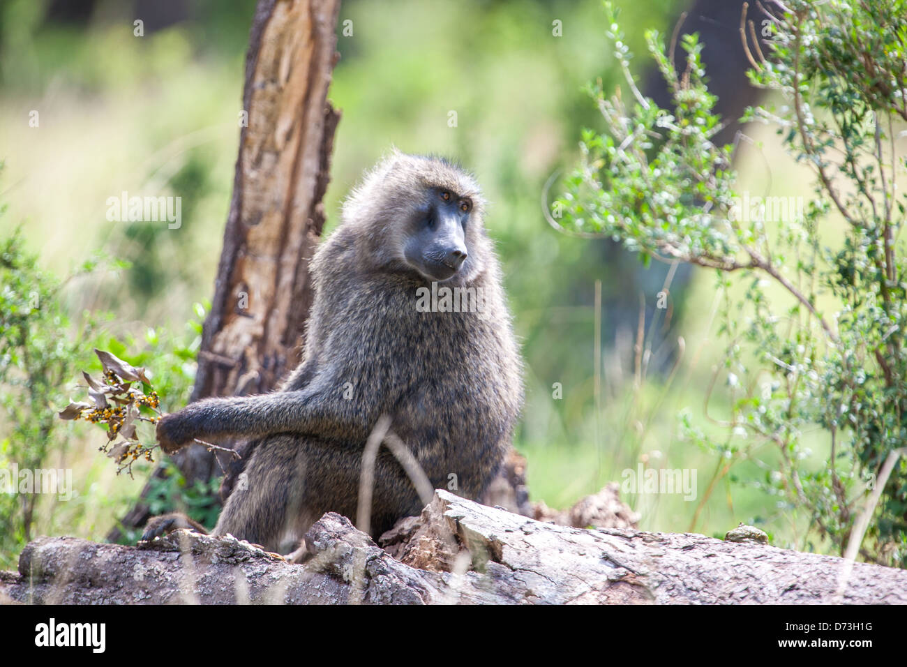 Ein Pavian sucht in den Maasai-Wäldern Ostafrikas nach Beeren, was sein anpassungsfähiges Fütterungsverhalten zeigt. Stockfoto