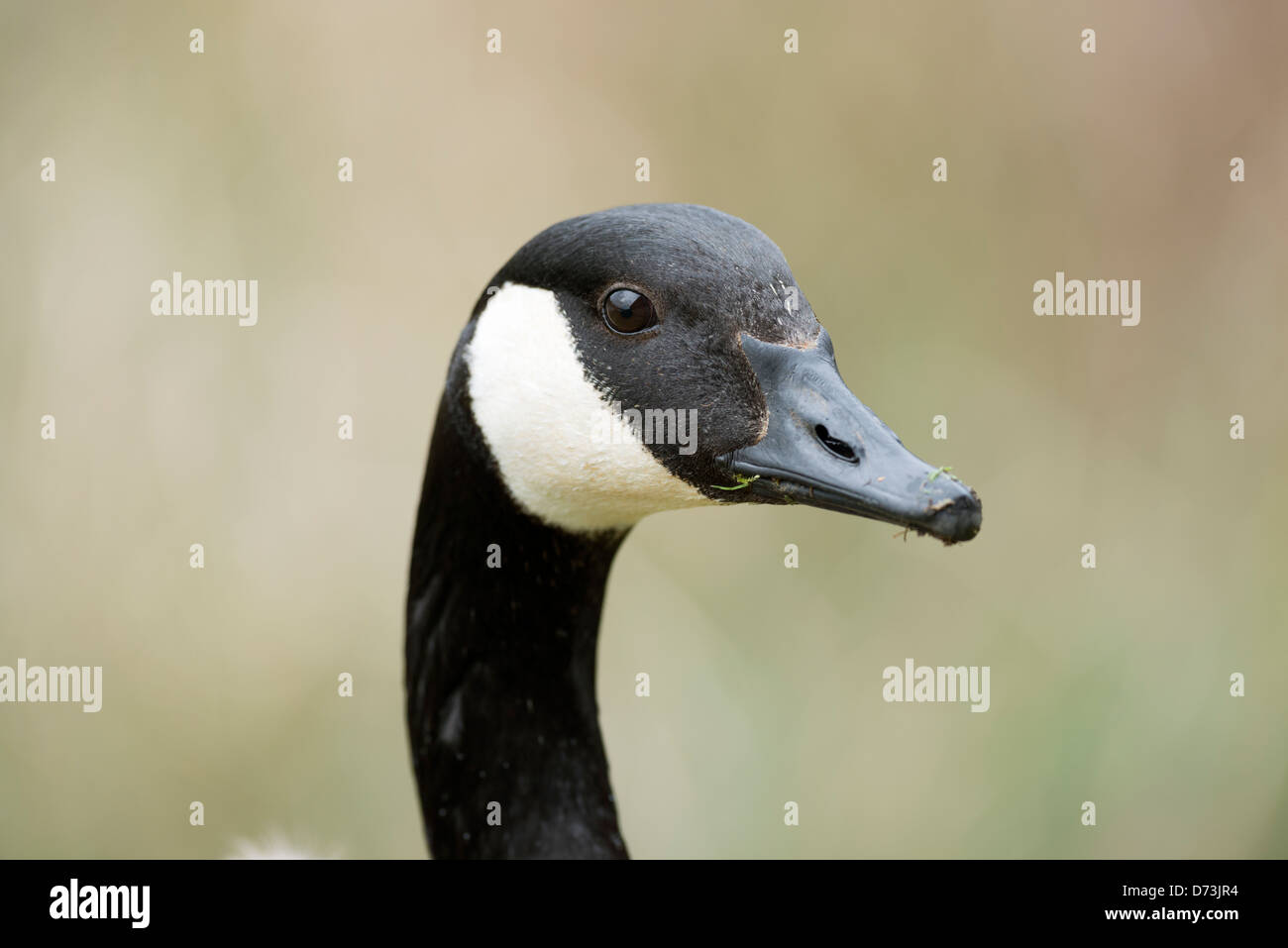 Kopf einer Kanada-Gans Stockfoto