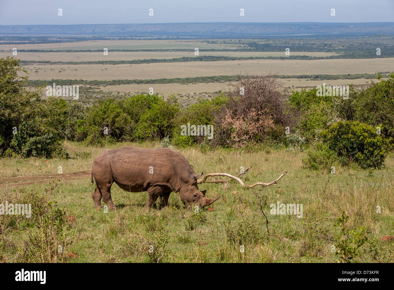 White Rhino Weiden Stockfoto
