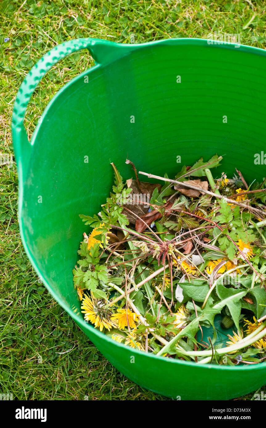 Dandeilon Unkraut, gesammelt aus dem Garten in eine grüne Trug mit Blütenköpfe vor, eine Seedhead gegangen. Stockfoto