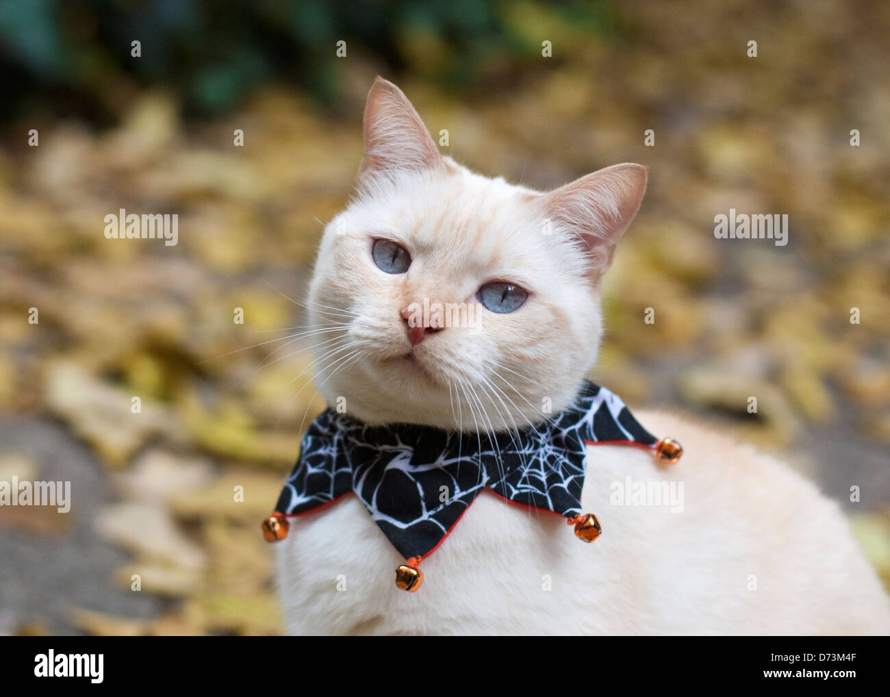 Hauskatze (Siam-Mix) in einem Halloween-Kragen Stockfoto