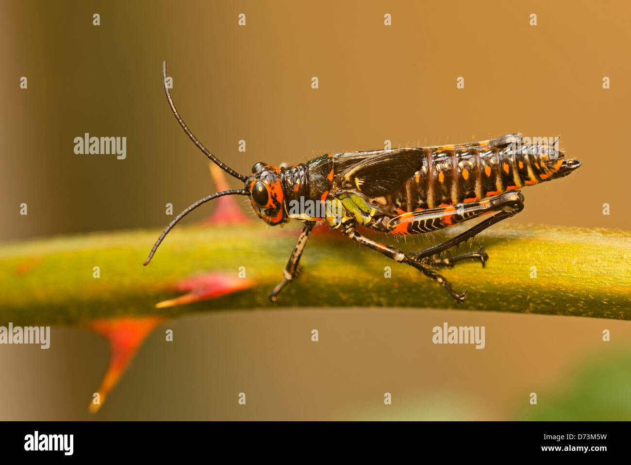 Eine riesige Heuschrecke Stockfoto