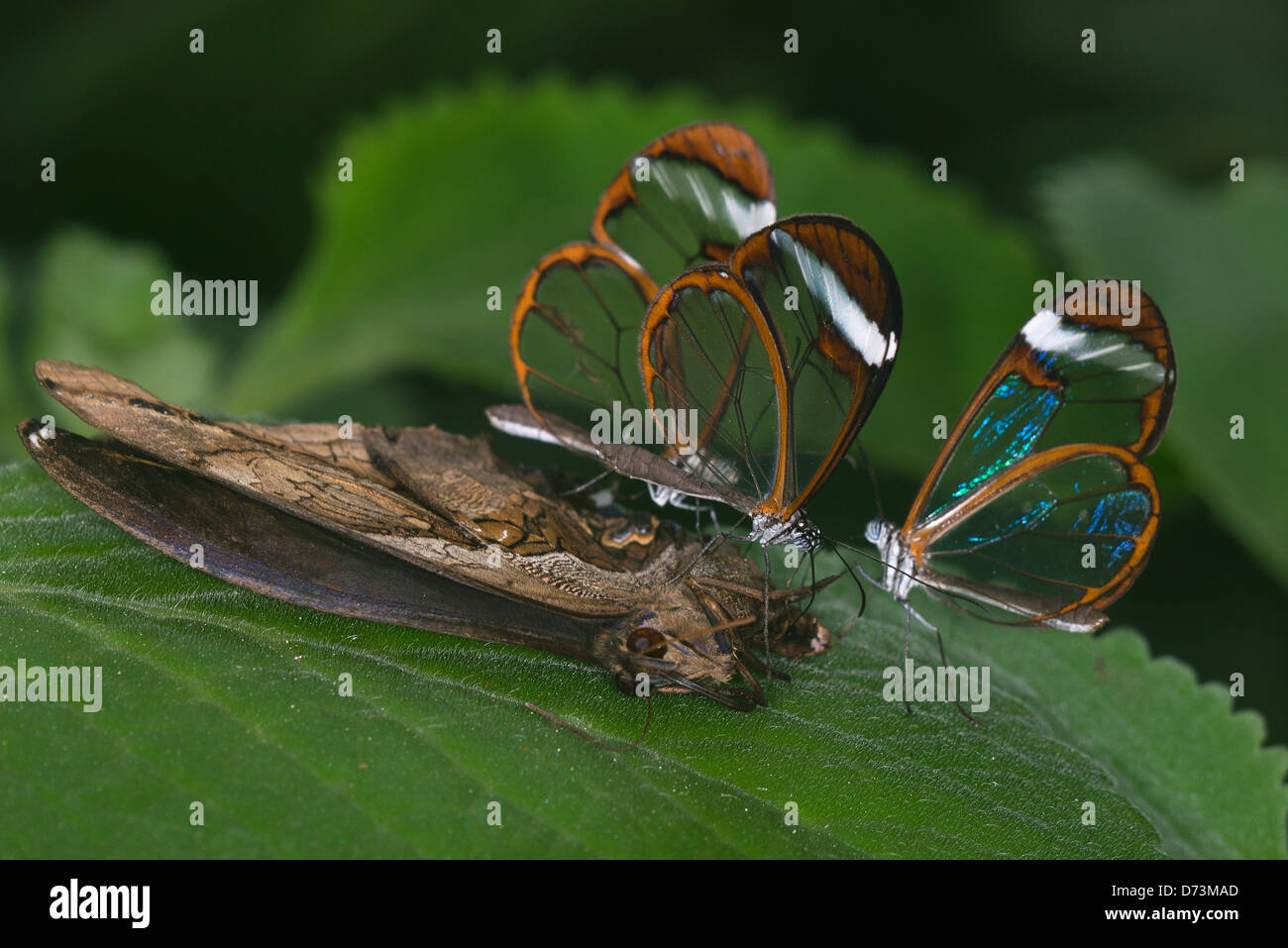 Clearwing Schmetterlinge ernähren sich von Toten Schmetterling Stockfoto