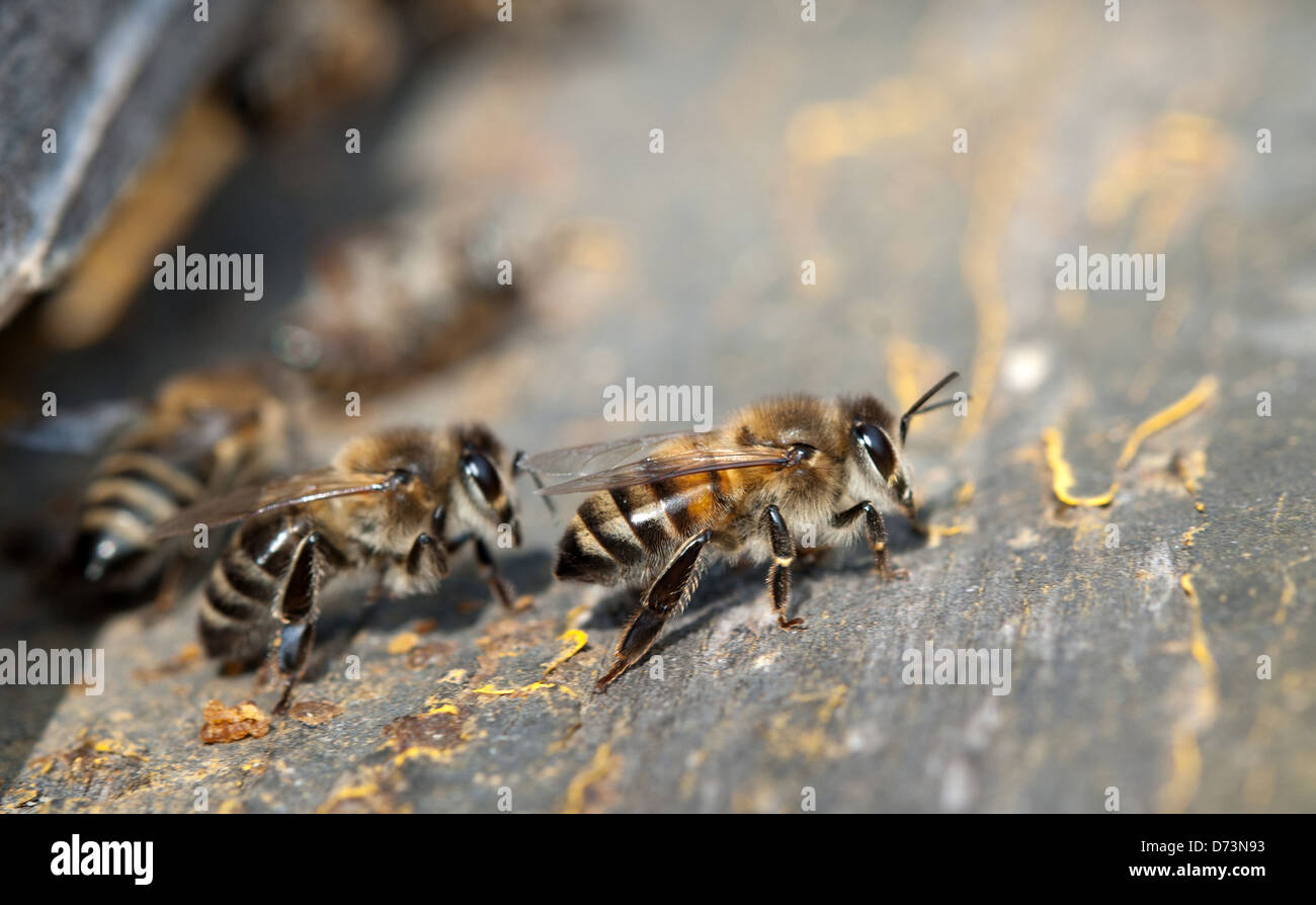 Nahaufnahme von den Bienen im Bienenstock an Loch Stockfoto