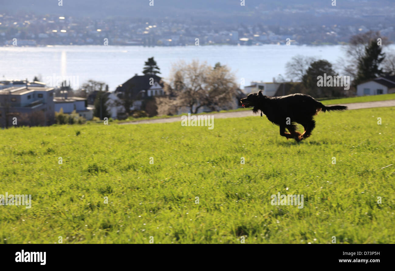 Ein Hund läuft durch ein Feld mit See und Häuser in der Nähe Stockfoto