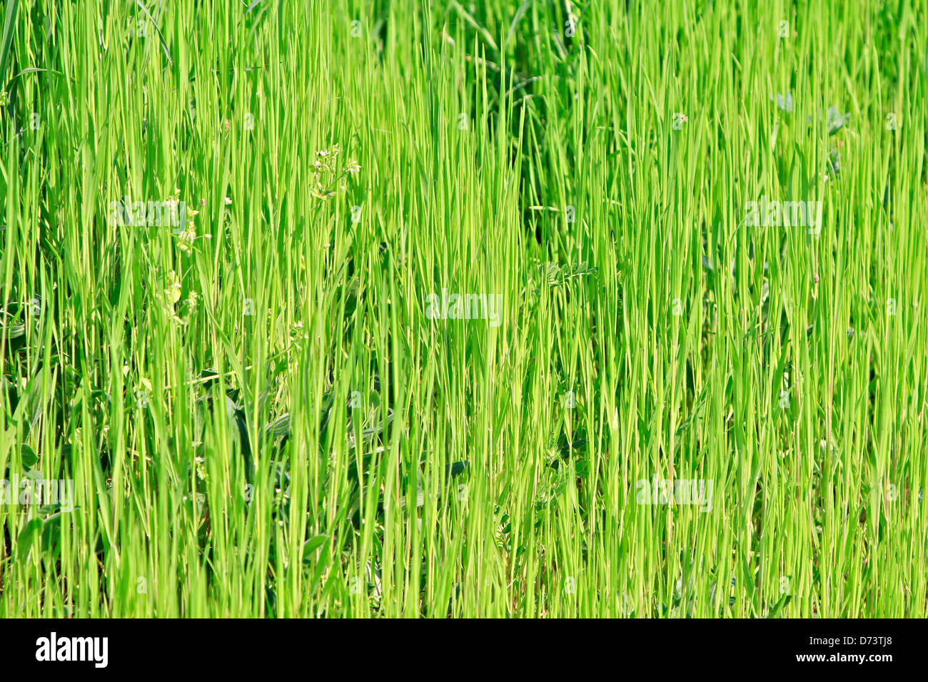 Grasgrün Stockfoto