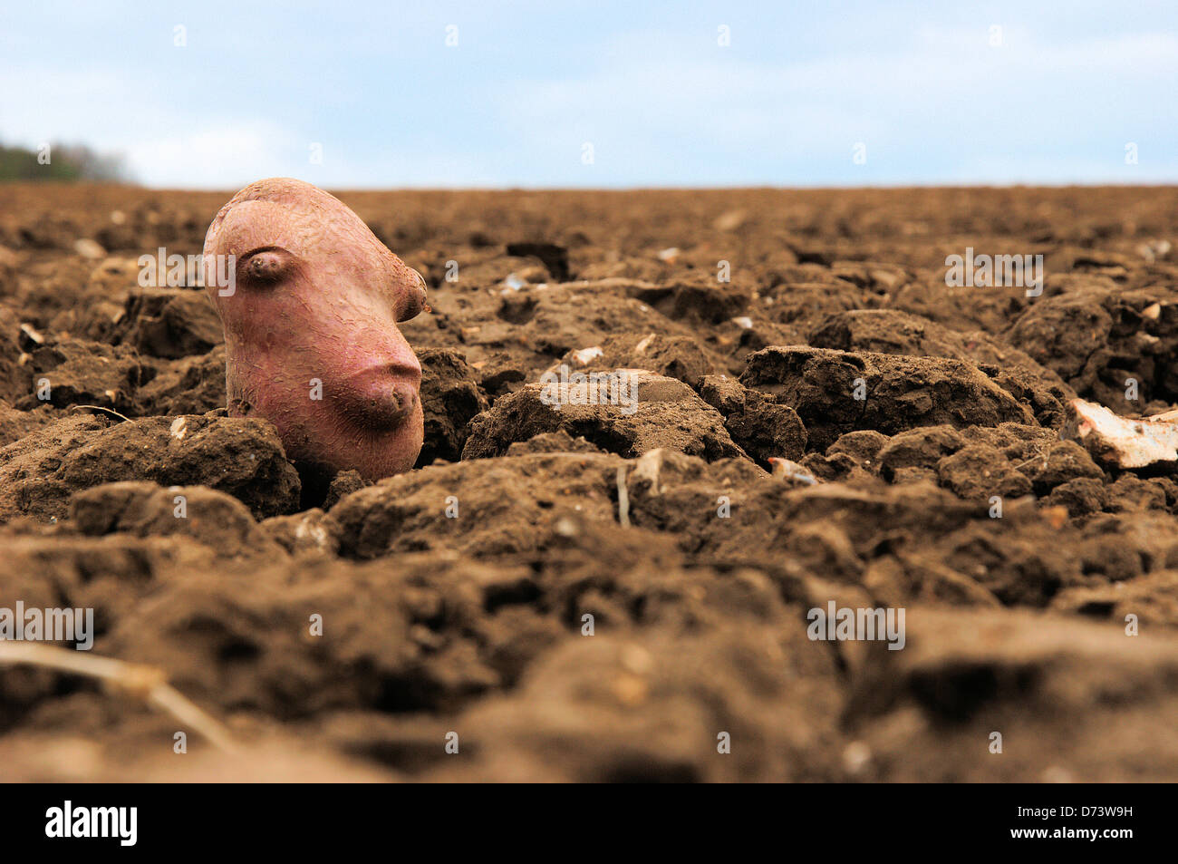 Kartoffeln Stockfoto