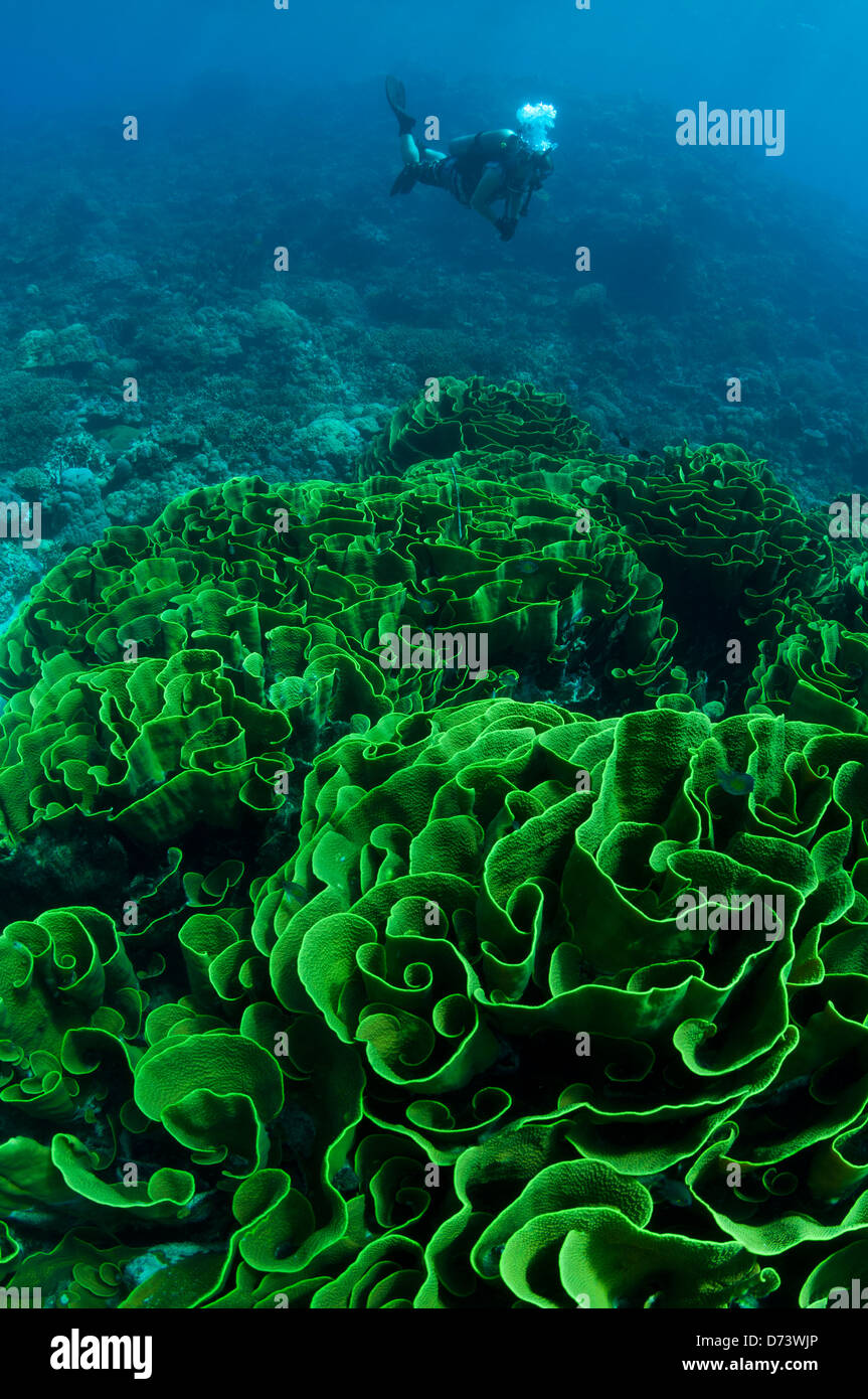Eine Taucher schwimmt über eine expansive Patch hart Kohl Koralle Stockfoto