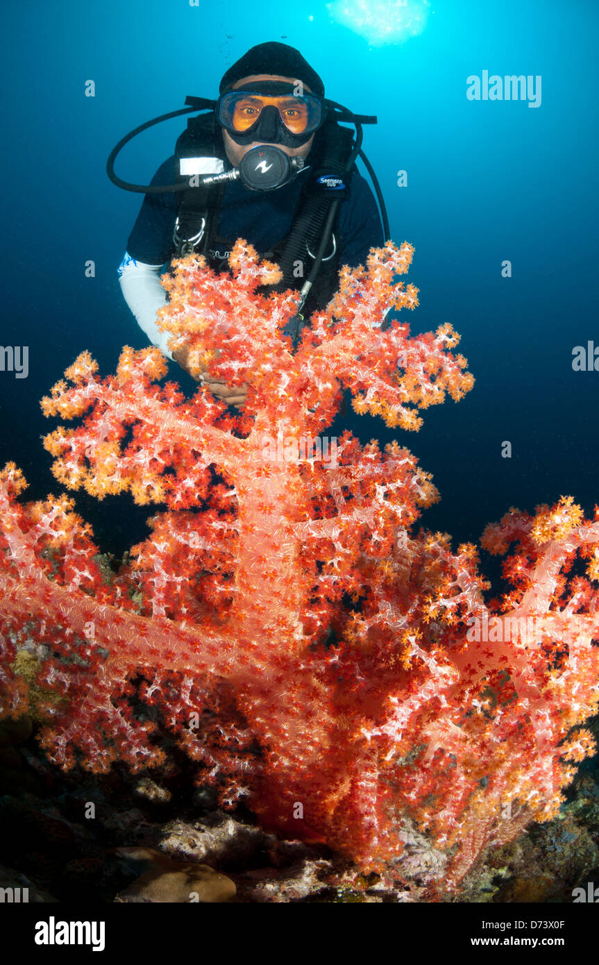 Eine männliche Taucher schwimmt oben einen bunten Patch von Weichkorallen Stockfoto