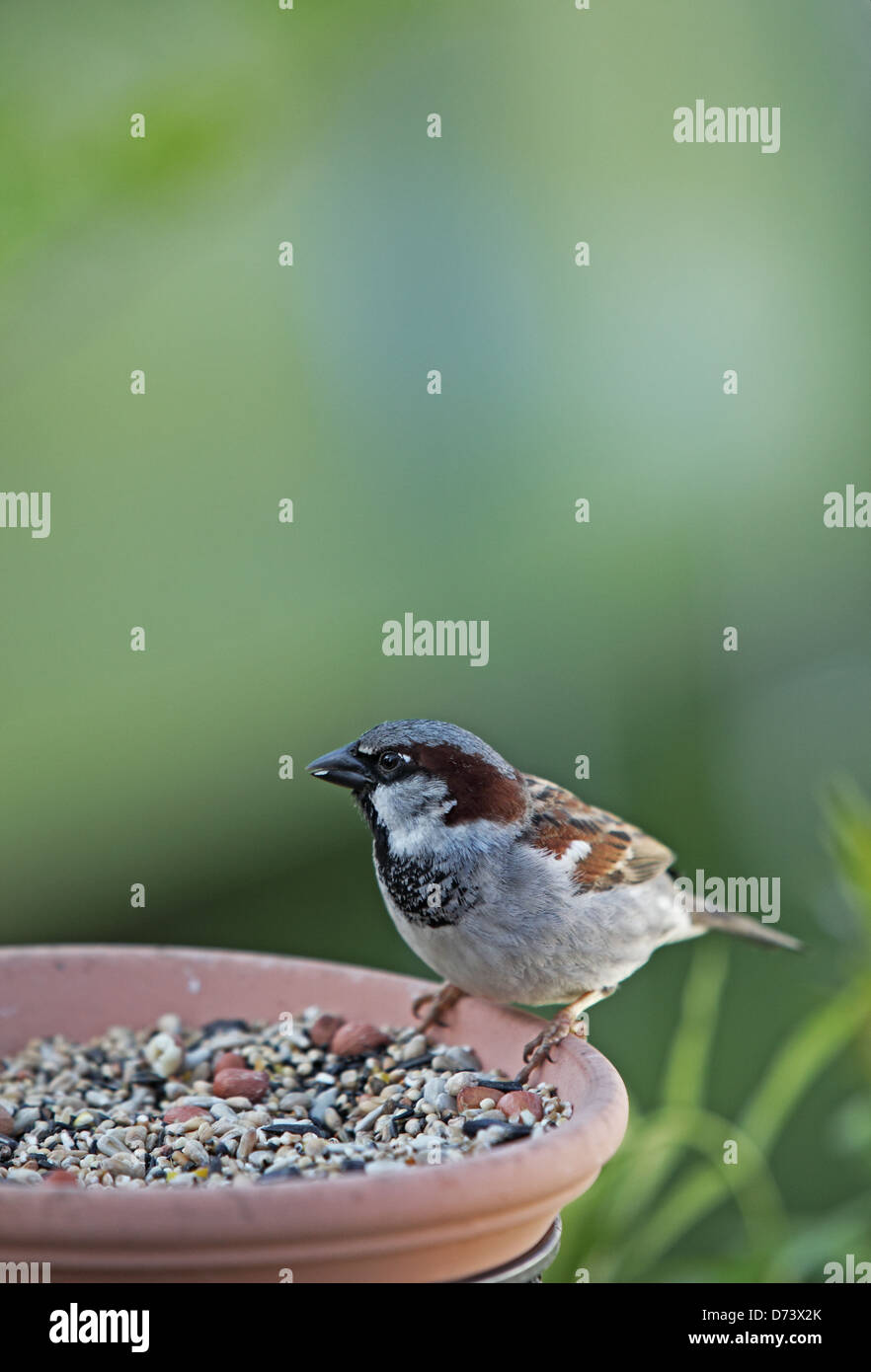 Haussperling am feeder Stockfoto