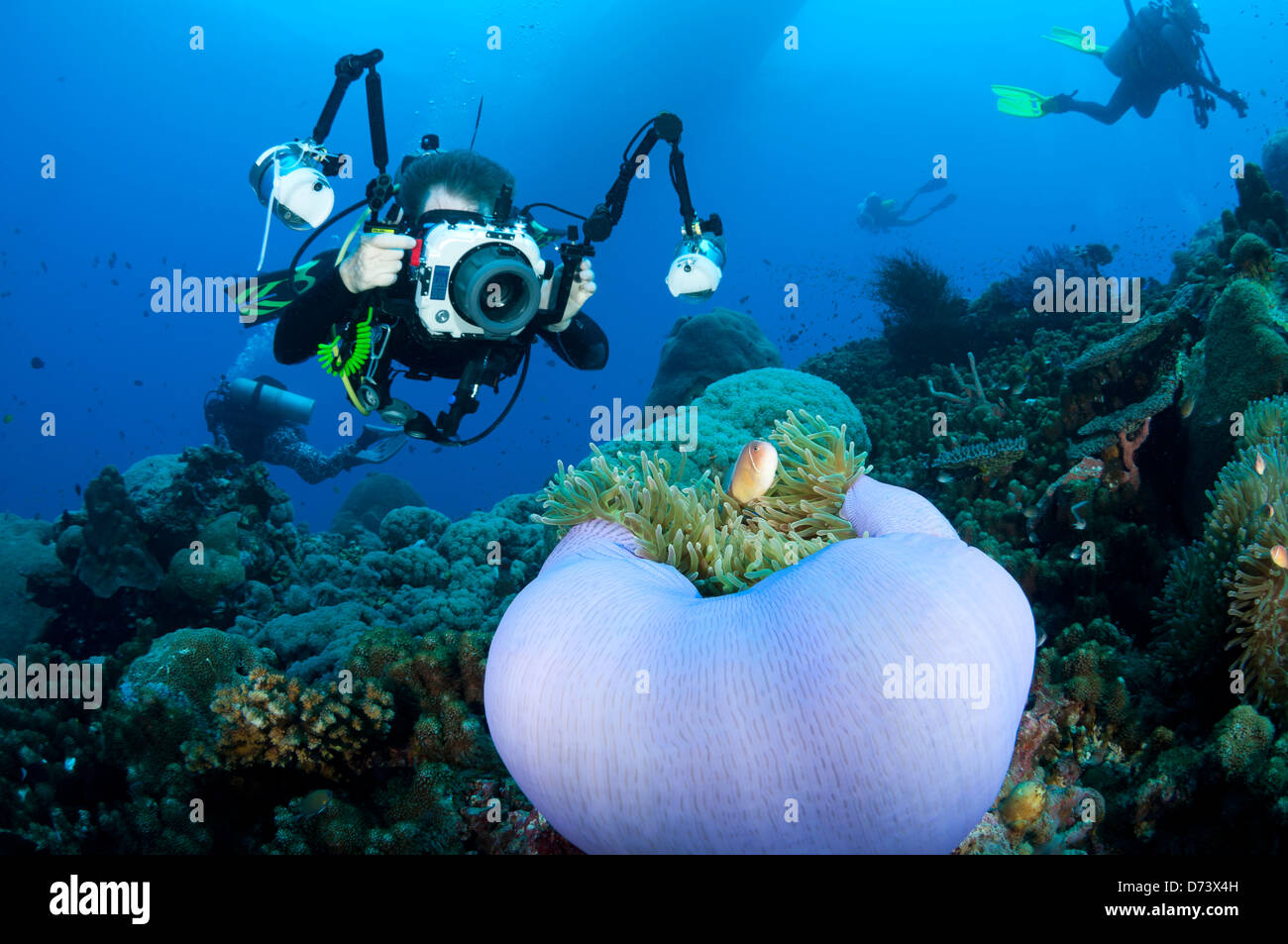 Eine Taucher schwebt über einem lila Anemone mit Clownfisch, ein Foto zu machen Stockfoto