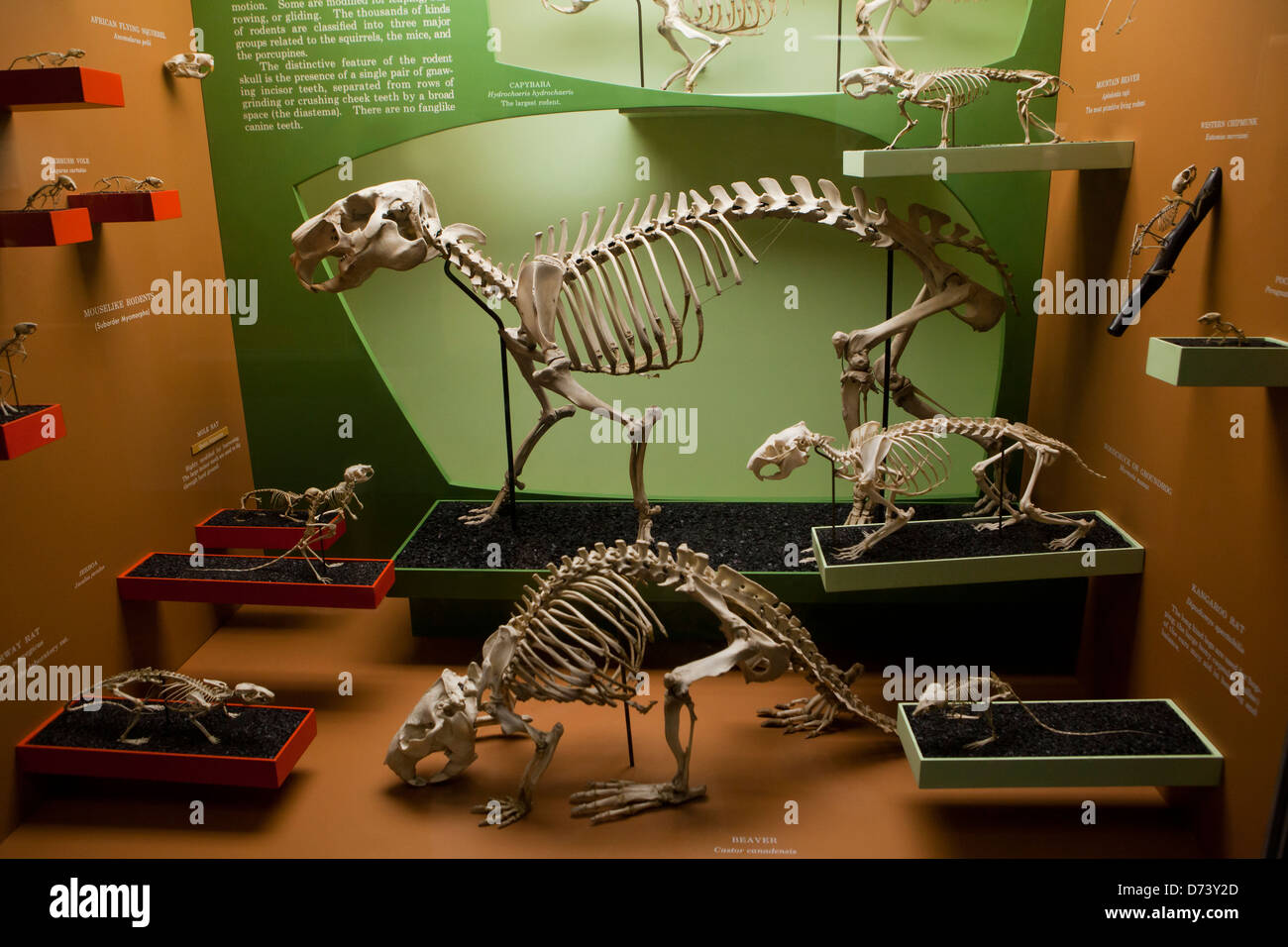 Kleines Säugetier Skelett Ausstellung im museum Stockfoto