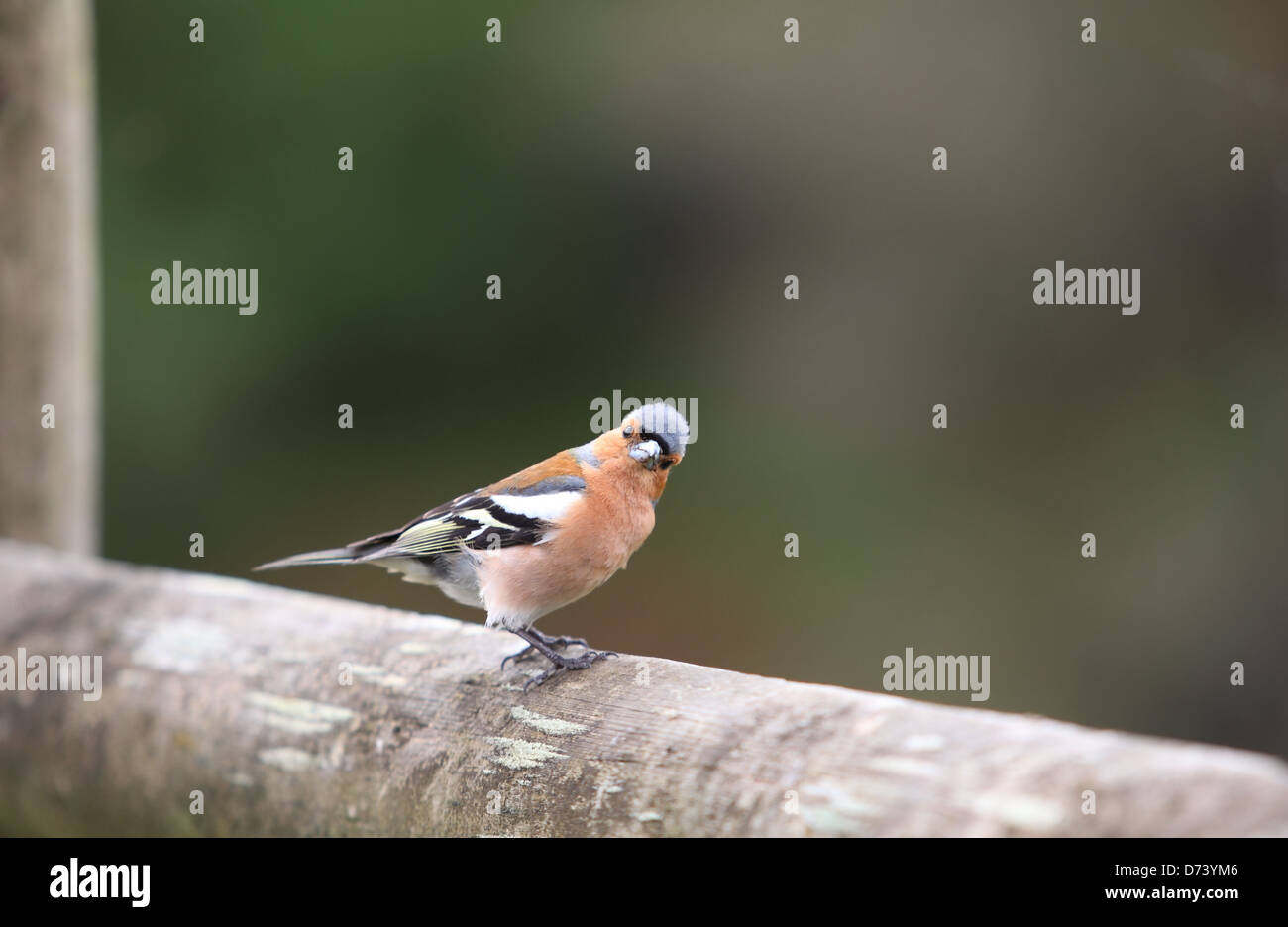 Männlichen Buchfinken auf Zaun Stockfoto