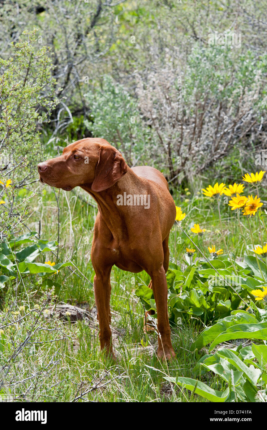 Ungarische Vizsla Jagdhund Stockfoto