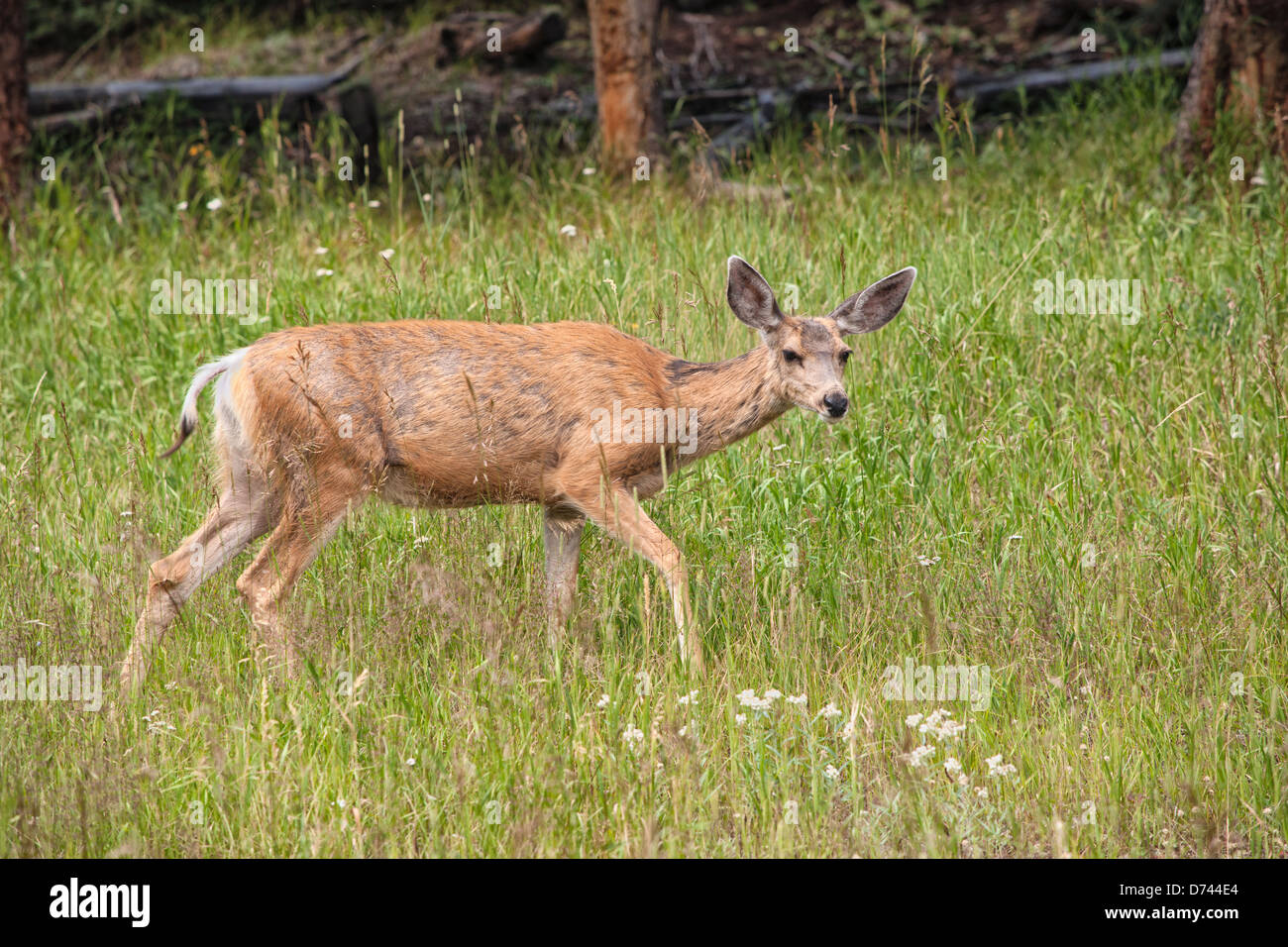 Ein Maultier-Rotwild Spaziergänge durch eine alpine Prärie mit hohen Gräsern und Wildblumen. Stockfoto