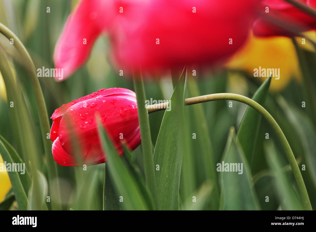 Rote Tulpen, Roozengaarde Gärten, Mount Vernon, Skagit Valley, Washington, USA Stockfoto