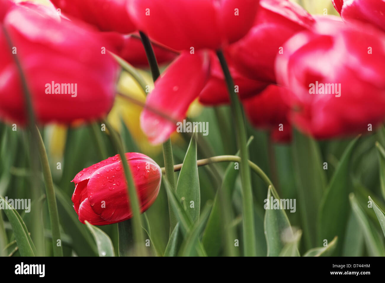 Rote Tulpen, Roozengaarde Gärten, Mount Vernon, Skagit Valley, Washington, USA Stockfoto