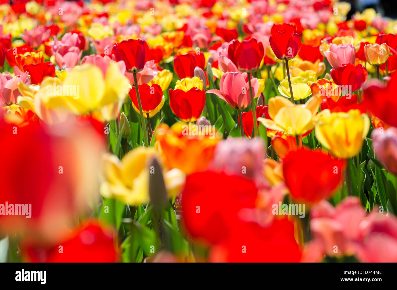 Tulpe Blumen auf Boston Common Stockfoto