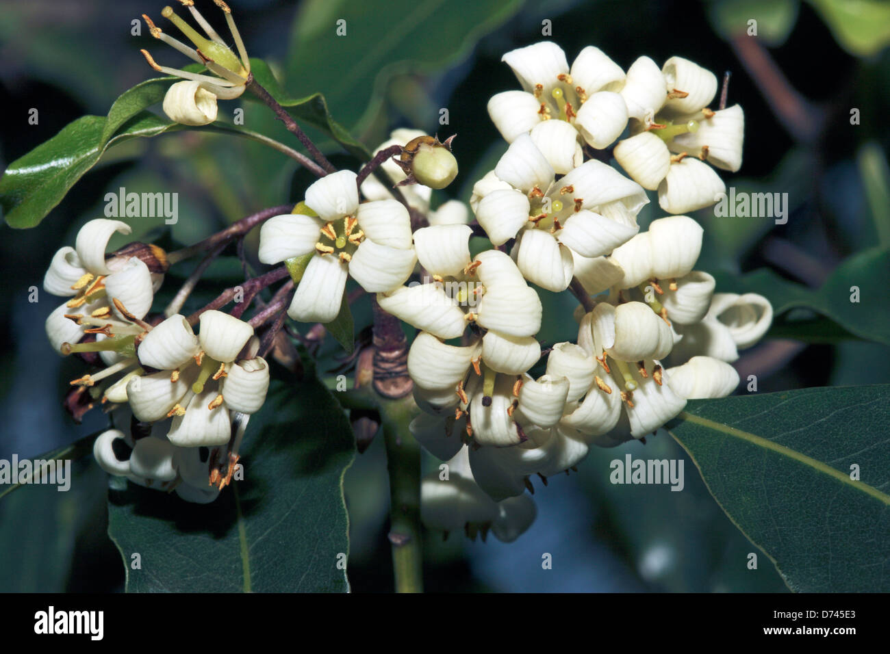 Nahaufnahme von Pittosporum Undulatum /Sweet Pittosporum/Native Daphne/australische Cheesewood/Mock Orange/Victorian Box Blumen Stockfoto