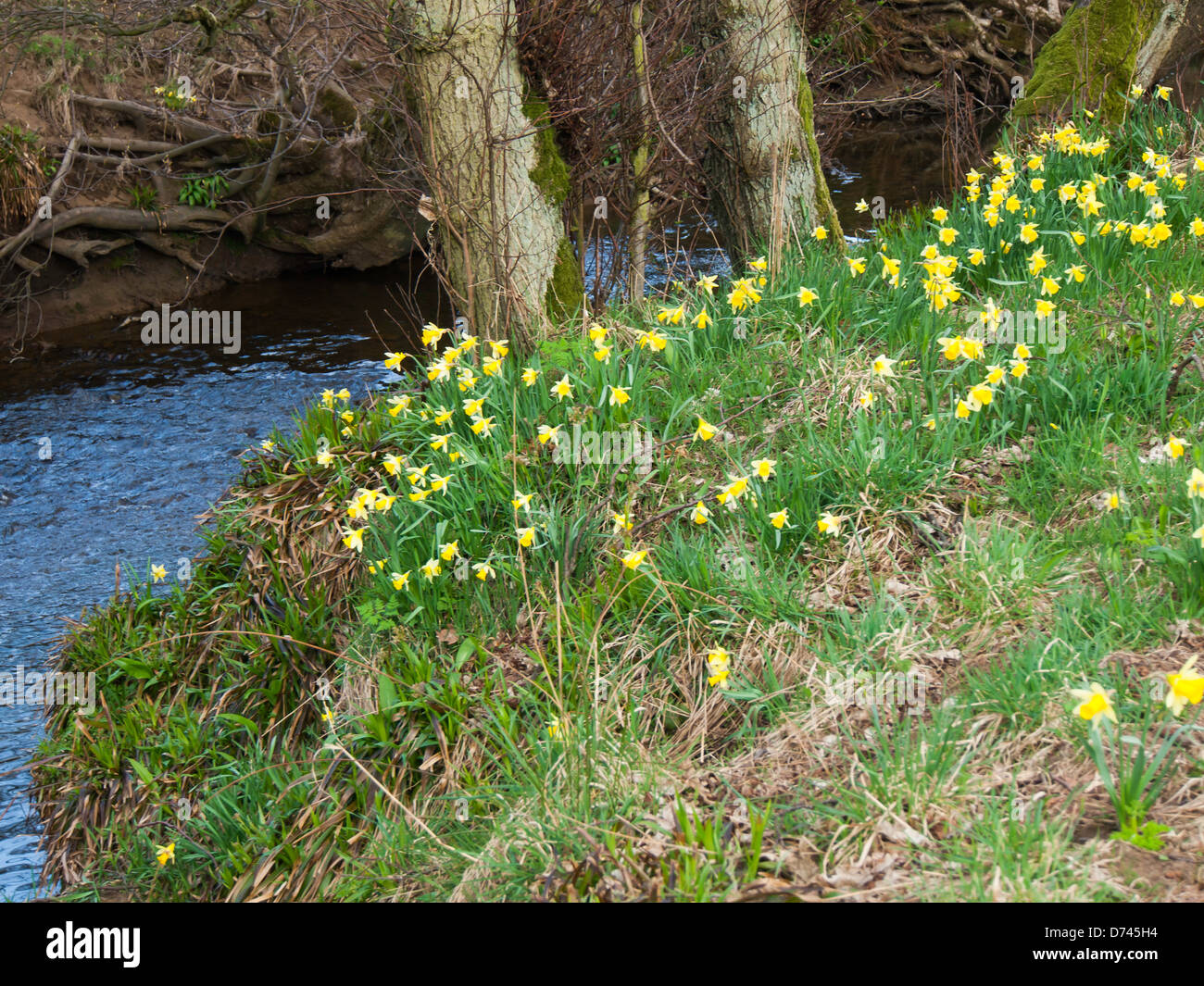 Farndale Spaziergang entlang des Ufers des Flusses Taube in der North Yorkshire Moors Nationalpark berühmt für Narzissen im Frühjahr Stockfoto