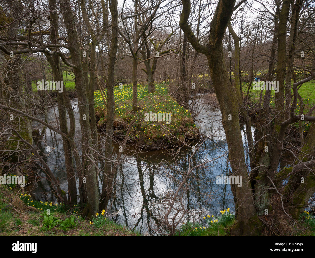 Farndale Spaziergang entlang des Ufers des Flusses Taube in der North Yorkshire Moors Nationalpark berühmt für Narzissen im Frühjahr Stockfoto