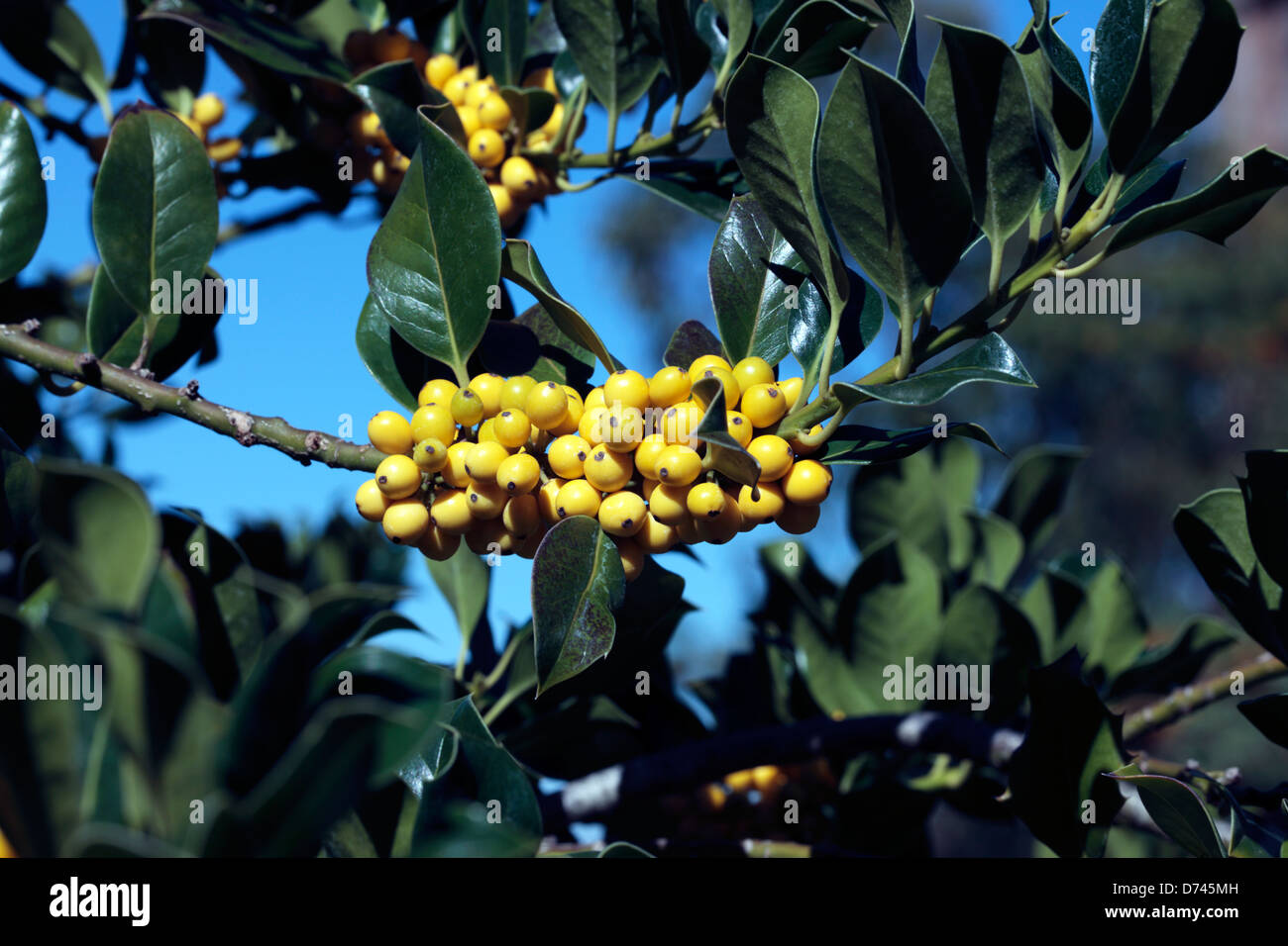thuja paste Herb Pharm Thuja main image 1