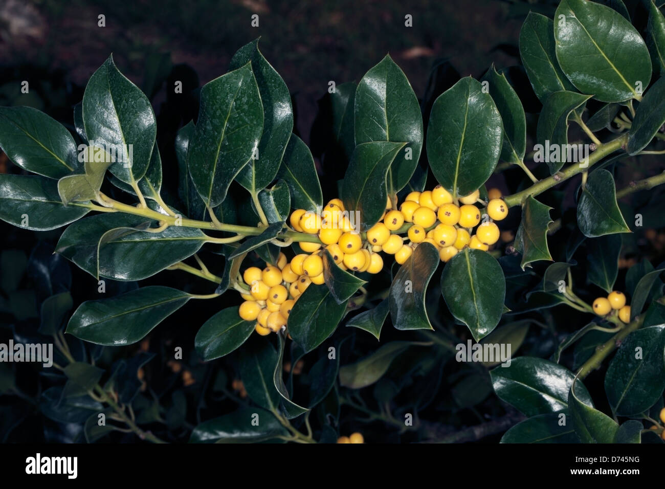Gelbe fruchtende stechpalme -Fotos und -Bildmaterial in hoher Auflsung   Alamy