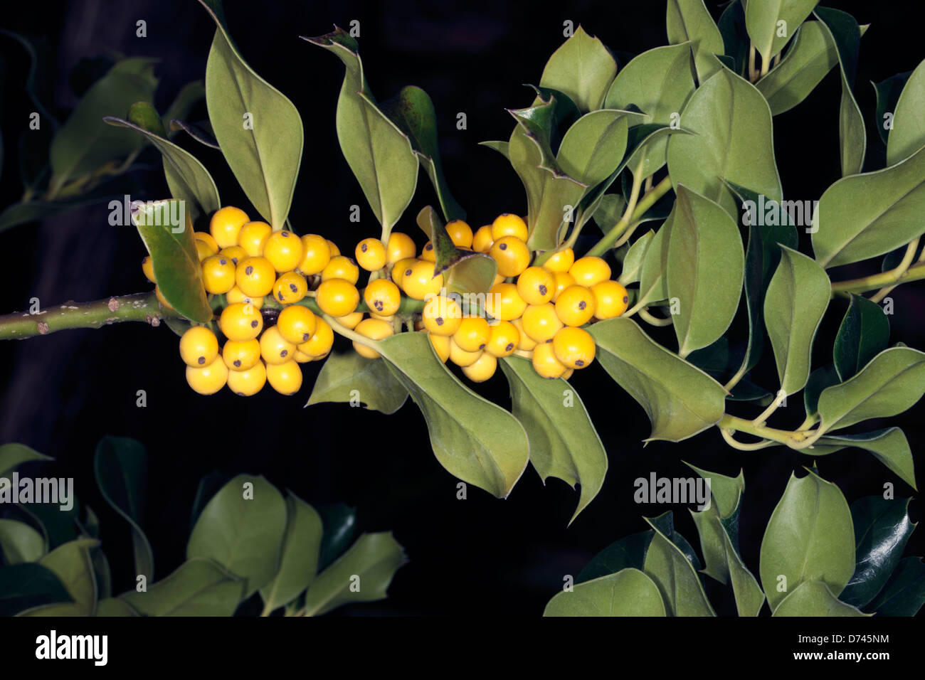 Gelbe Fruchtkörper Stechpalme - Ilex Aquifolium Bacciflava - Familie Phellinaceae Stockfoto