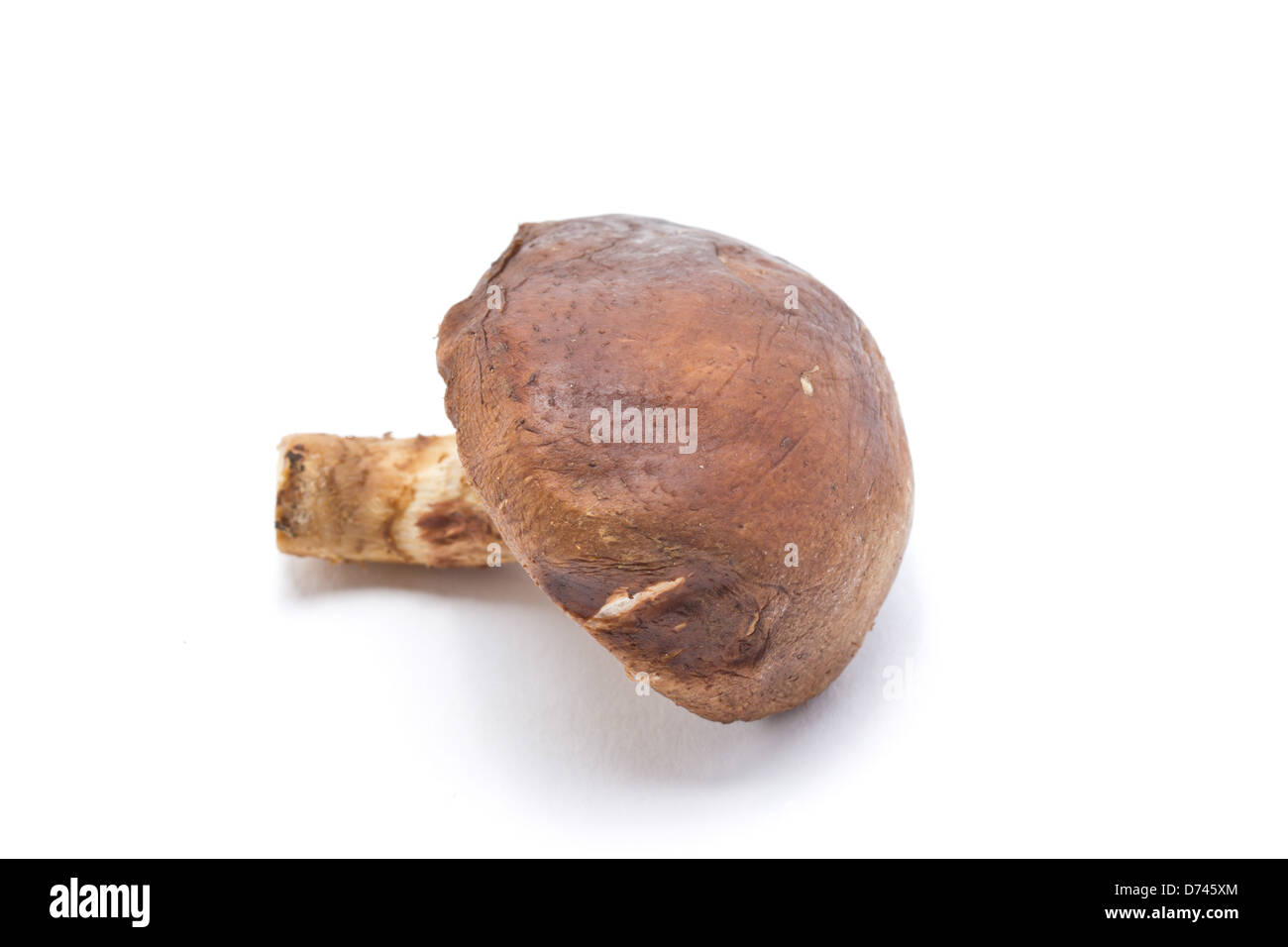 Shitake Pilz isoliert auf weißem Hintergrund. Stockfoto