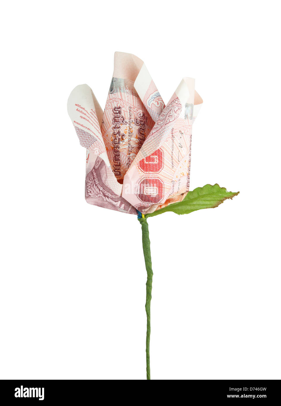 Geld-Blume auf weißem Hintergrund Stockfoto