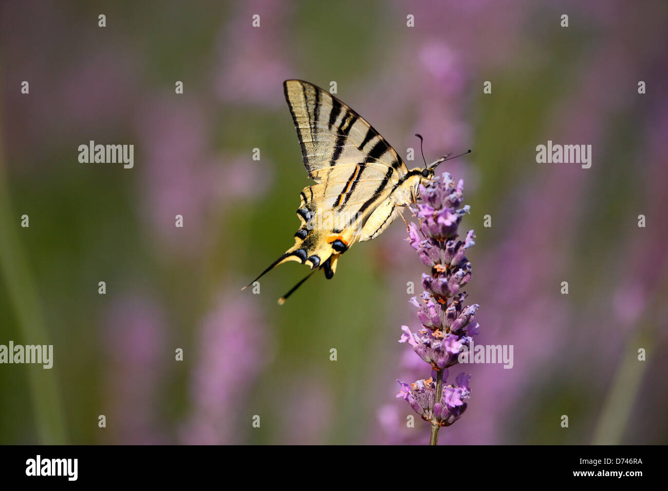 Knappen Schwalbenschwanz Schmetterling hautnah auf Lavendel Blume Stockfoto