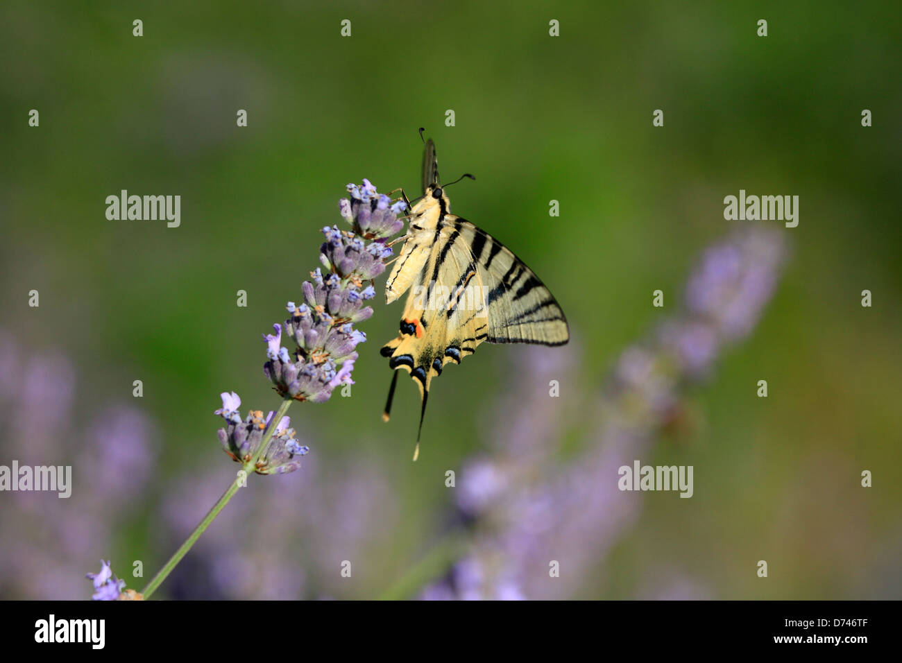 Schmetterling auf Lavendel Blume, Insel Hvar Kroatien. Papilio Machaon, knappe Schwalbenschwanz-Iphiclides podalirius Stockfoto